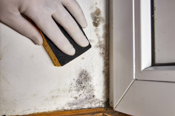 Best Basement Mold Removal  in Snead, AL